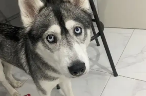 Chien perdu Avermes, photo : Husky femelle noir et blanc perdue à Avermes