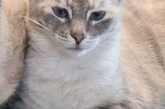 Chat perdu à La Petite Métairie, Plumaudan - photo