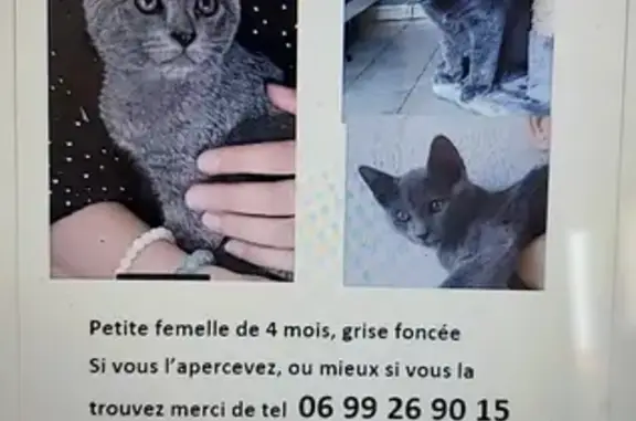 Chat perdu, Vaulx-en-Velin, photo: Chatte grise 4 mois disparue, Rue Foucaud 41