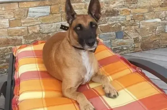 Chien perdu Capbreton, photo : Chien perdu, mâle croisé malinois, Capbreton