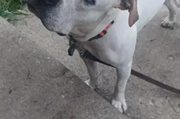 Lost Dog: Friendly King/Ding Dong in Columbus