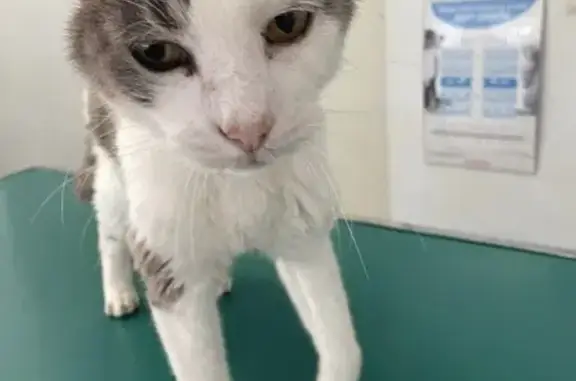 Chat mâle castré trouvé à Ondres (40) - photo