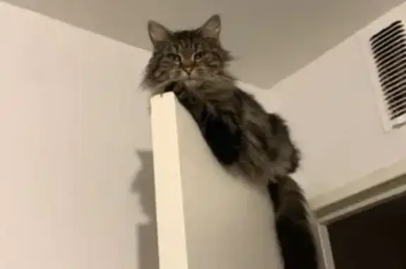 Chat perdu, Boulay-Moselle, photo: Chatte Main Coon perdue à Boulay-Moselle