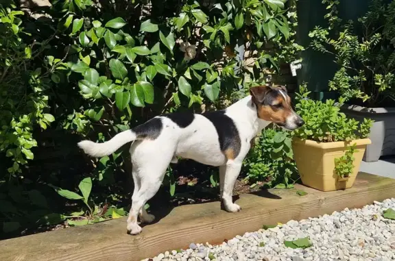 Animaux perdus Toulouse, photo: Jack Russel tricolore perdu, Avenue de Fronton