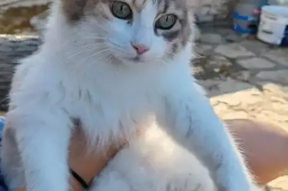 Animaux trouvés Lançon-Provence, photo: Alerte Chat Perdu à Lançon-Provence 🚨