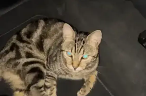 Animaux perdus Olivet, photo: Chat tigré sociable perdu rue du Bac, Olivet
