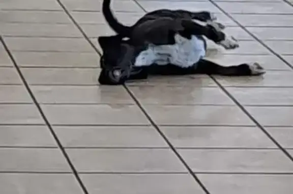 Chien trouvé Tergnier, photo: Petit chien noir trouvé à Tergnier