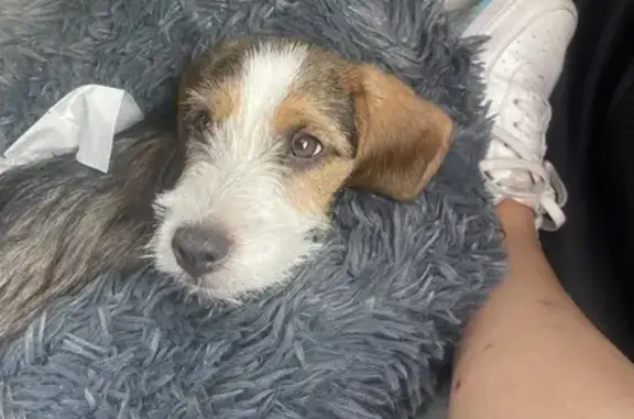Chien trouvé , photo: Chiot croisé trouvé à Roussay, non identifié