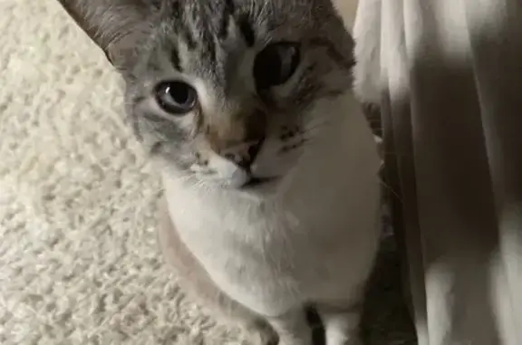Chat perdu, , photo: Chat mâle disparu, crème et gris, 3 ans
