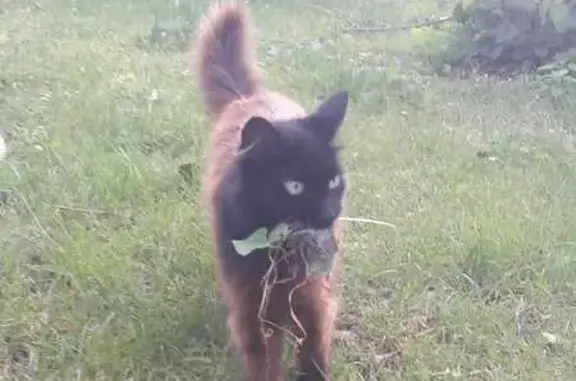 Animaux perdus , photo: Chatte angora noire perdue à Saint-Maurice