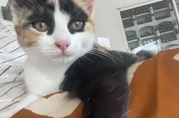 Animaux trouvés Izon, photo: Chatte tricolore trouvée à Izon