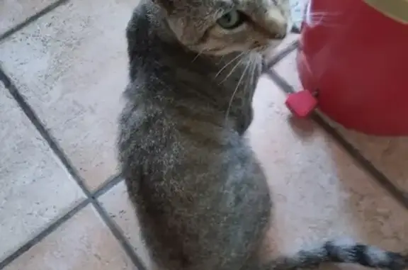 Chat errant attend ses maîtres depuis 2 ans - photo
