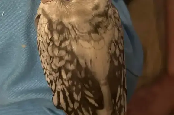 Lost Beloved Pet Bird - West Beach Road