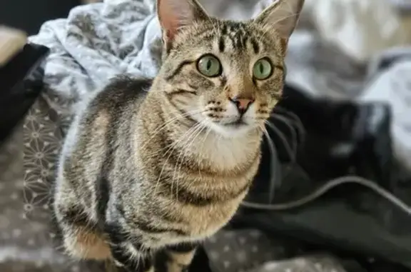 Chat perdu, Saint-Vallier-de-Thiey, photo: Chat européen marbré disparu à Saint-Vallier