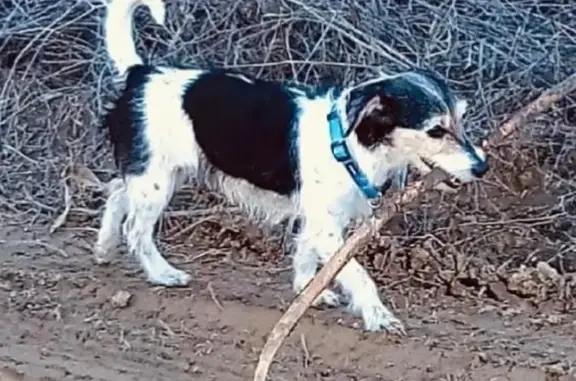 Perra Mestiza Perdida en Comares, Andalucía