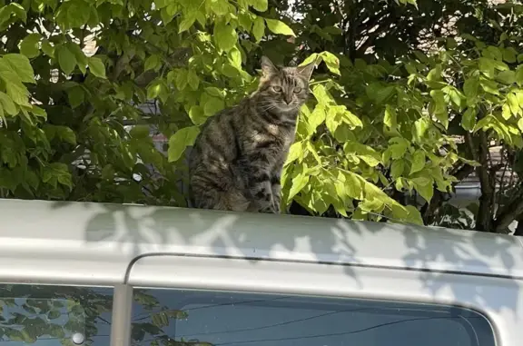 Animaux perdus , photo: Chatte tigrée 7 ans perdue à Villemer