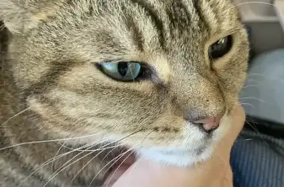 Chat perdu, , photo: Chatte tigrée 5 ans disparue à Le Pègue