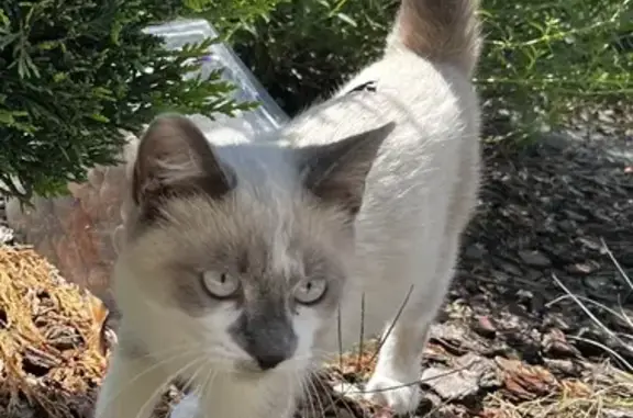 Chat trouvé près de la scierie, Bourg-Saint-Christophe - photo