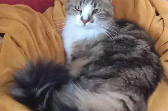 Chat perdu, , photo: Chat disparu : Soun, poils longs, pucée, Espalion