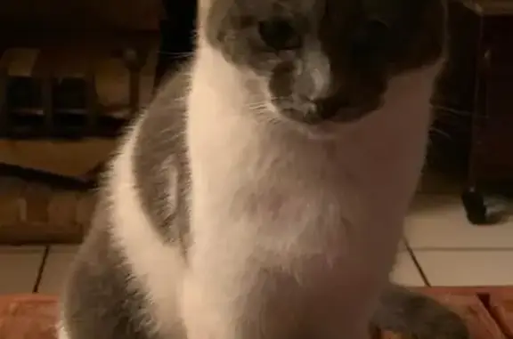 Animaux perdus , photo: Chat disparue à Trémel, 1 an, opérée