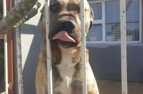 Found: Happy, Well-Fed Male Dog in Cape Town