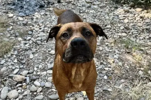 Chien trouvé près de Lézignan-la-Cèbe - photo