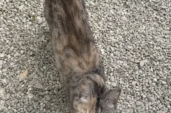 Jeune chat tatoué trouvé, peu craintif, Rochefort - photo