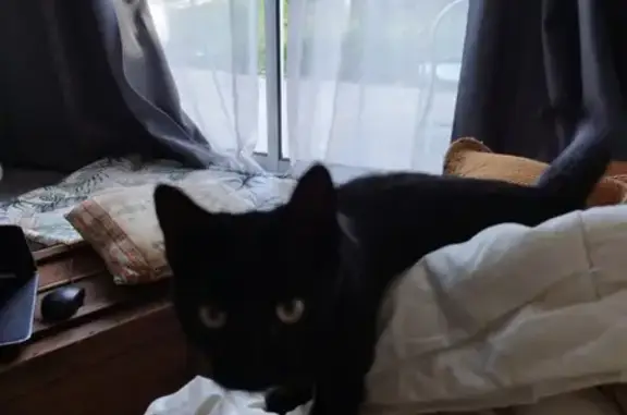 Chatte noire Nina perdue à Chantepie - photo