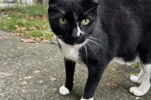 Chat noir et blanc trouvé à Nantes - photo