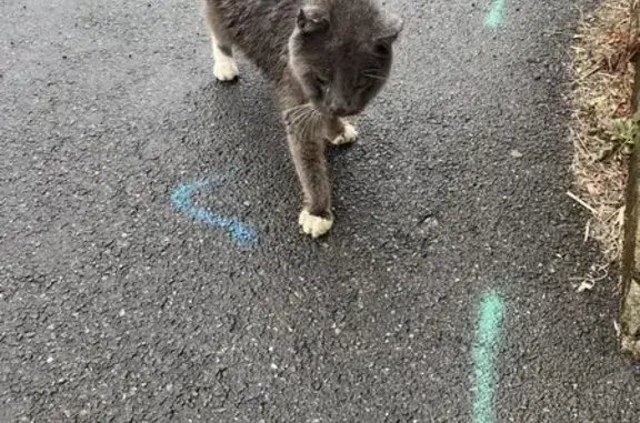 Chat gris trouvé devant Crédit Agricole Bais - photo