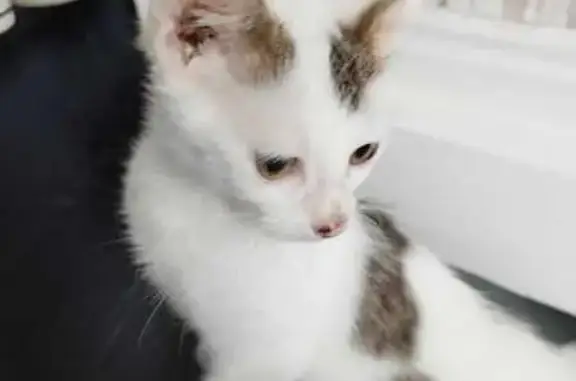 Chat trouvé Cauchy-à-la-Tour, photo: Chaton bi-colore trouvé à Cauchy-à-la-Tour
