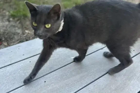 Chat gris trouvé, câlin, collier anti-puce - photo