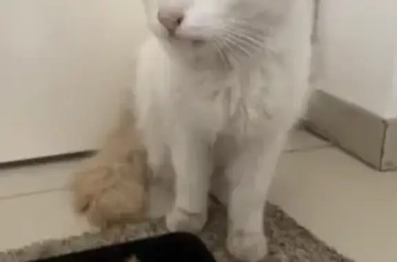 Chat mâle blanc-roux trouvé à Denain - photo