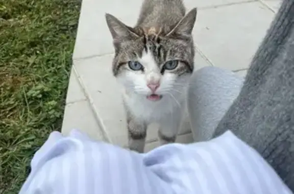 Chat trouvé à Touvre, propriétaire recherché - photo