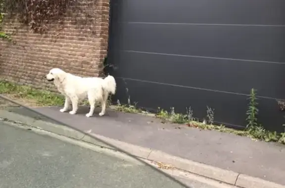 Chien trouvé Vendegies-sur-Écaillon, photo: Chien blanc trouvé Rue de Sommaing, Vendegies