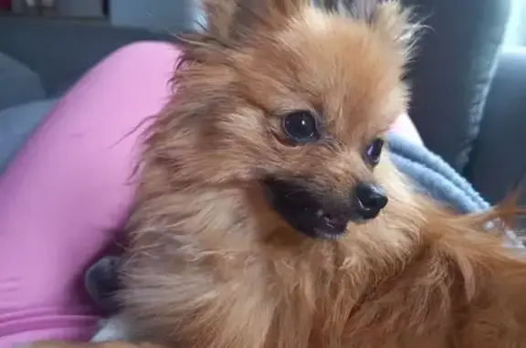 Lost Pomeranian: Golden Brown, Roodepoort