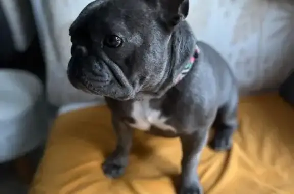 Chien perdu Parçay-Meslay, photo : Chien pucé emmené par un homme à Parçay-Meslay