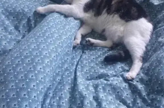Chatte stérilisée disparue à Crouy - photo