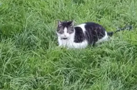 Animaux perdus Créhange, photo: Chat perdu à Créhange, Rue de Champagne