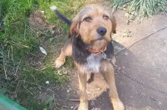 Chien de chasse femelle perdu à Valserhône - photo