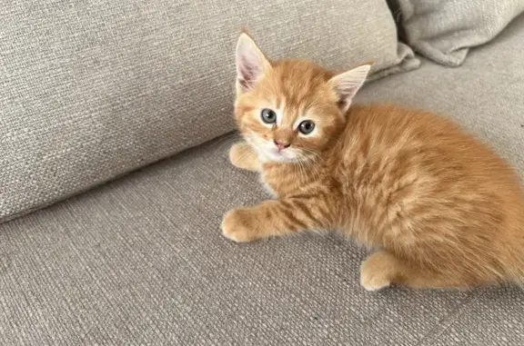 Chaton roux trouvé Rue Volney, Château-Gontier - photo