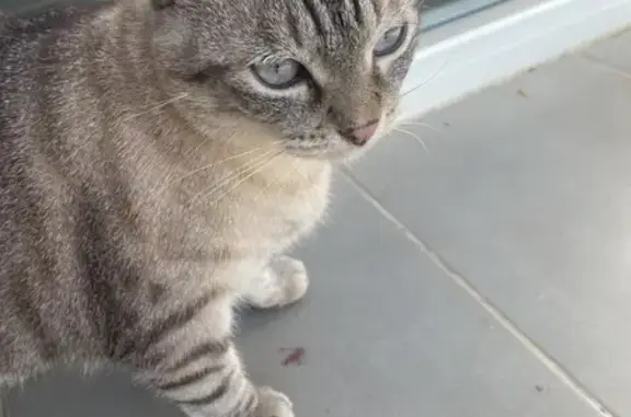 Chat trouvé , photo: Chatte grise et crème trouvée, Latour-Bas-Elne