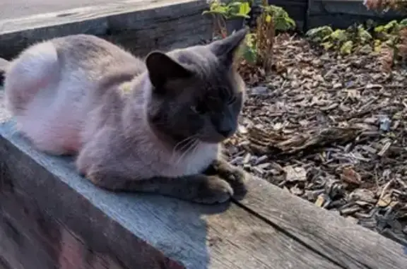 Chat câlin et maigre trouvé à Villeurbanne - photo