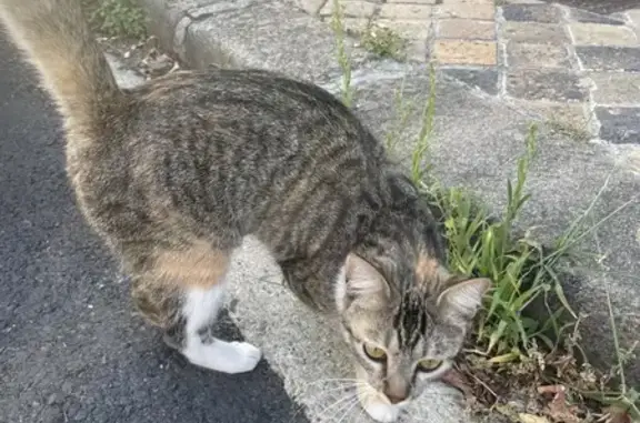 Chat trouvé, sociable, Rue de Carros, Bordeaux - photo