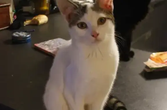 Chat perdu, Quiers-sur-Bézonde, photo: Chatte blanche tigrée perdue à Quiers-sur-Bezonde