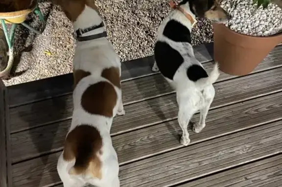 Chien trouvé , photo: Fox terriers trouvés à Montigné-le-Brillant