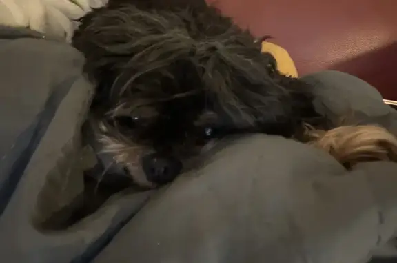 Petit Shi Tzu noir et feu perdu à Bordeaux - photo