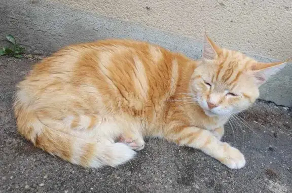 Chat trouvé , photo: Chat trouvé à Cuvry près de l'église
