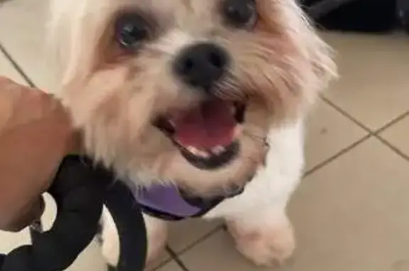 Lost Shihtzu: White & Brown, Whampoa Dr, SGP