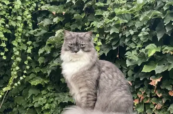 Lost Cat: Grey & White, Red Collar, King St